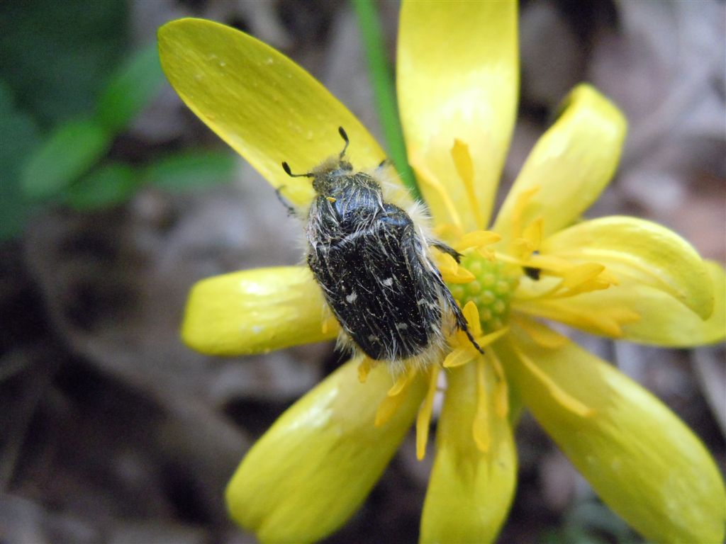 Tropinota hirta o squalida? squalida